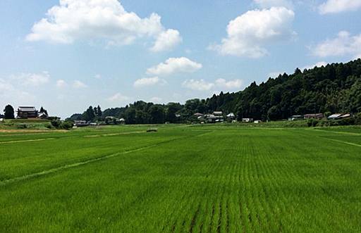 広大な田んぼ