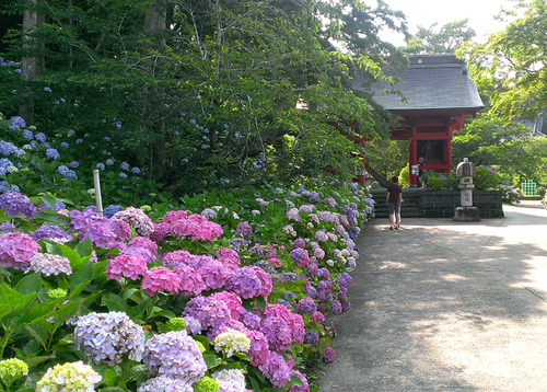 南房総のアジサイ寺 日運寺