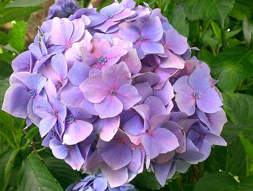 南房総日運寺のアジサイのアップ紫色の紫陽花
