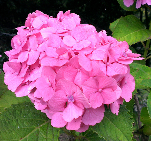 南房総日運寺のアジサイのアップ濃いピンクの紫陽花