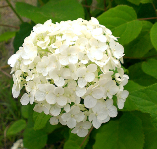 南房総日運寺のアジサイのアップ白い紫陽花