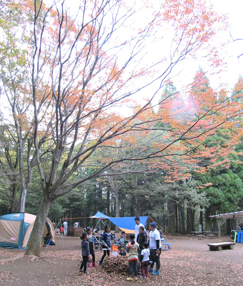 2時間ほどかけて集めた落ち葉