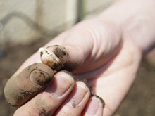 落花生の種を持った男性の手