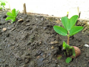 花壇から芽を出した落花生