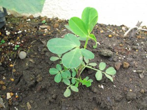 花壇から芽を出した落花生