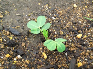 花壇から芽を出した落花生