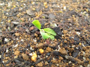 花壇から芽を出した落花生