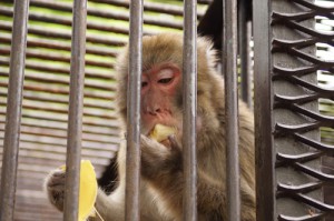 バナナを食べる猿