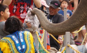 販売のお手伝いをするゾウ