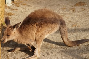 カンガルー