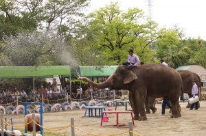 水しぶきのパフォーマンスをするゾウ