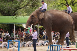 ゾウの鼻につかまる子ども