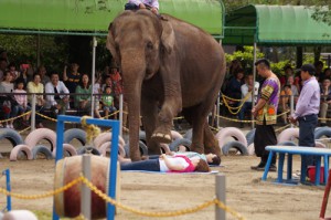 横になる人の上を歩くゾウ