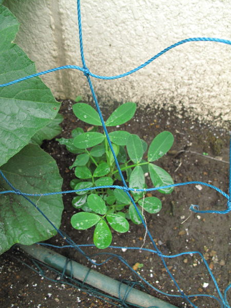 大きく成長した花壇の落花生