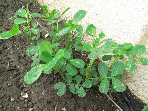 大きく成長した花壇の落花生