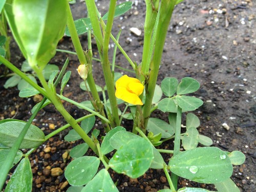 黄色い花を咲かせた落花生