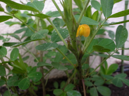 落花生の黄色い花