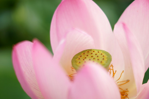 大賀蓮の花