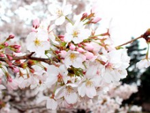 千葉県の桜スポット