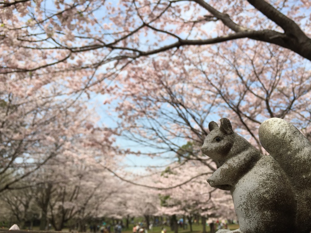 青葉の森の桜