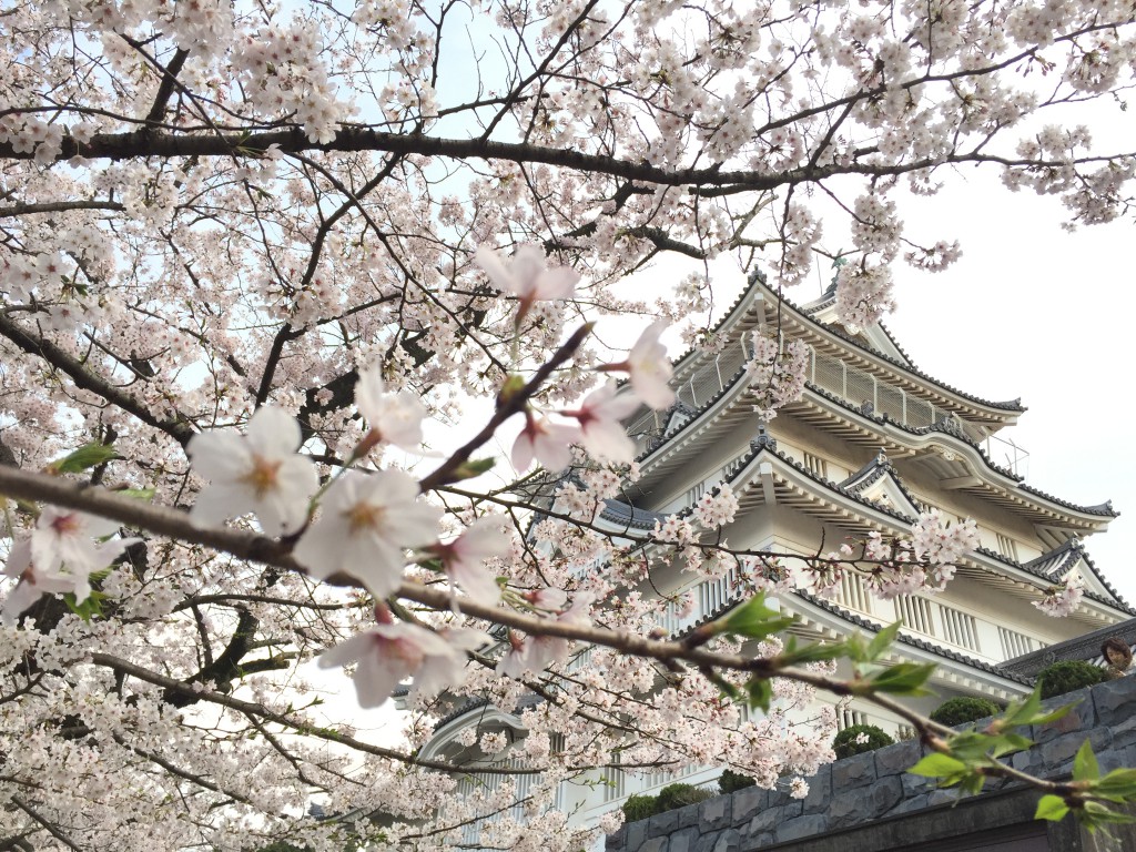 亥鼻公園の桜とお城