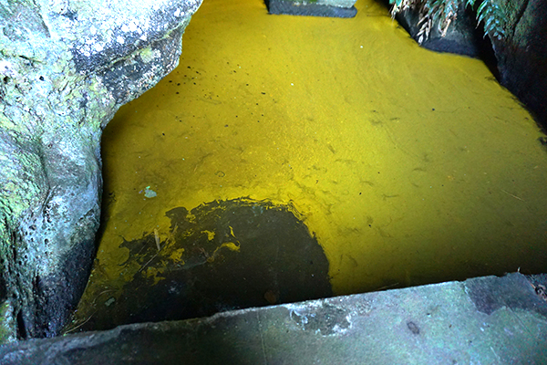 国指定天然記念物　竹岡のヒカリモ発生地 黄金井戸のアップ画像２