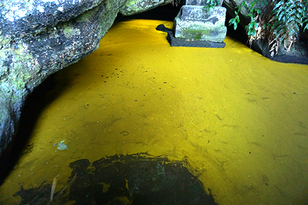 国指定天然記念物　竹岡のヒカリモ発生地 黄金井戸のアップ画像１