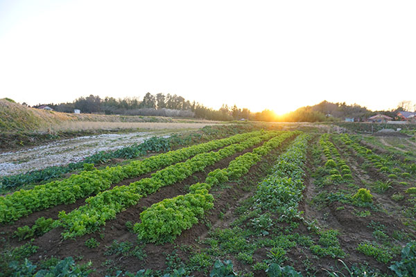 無農薬栽培畑の風景