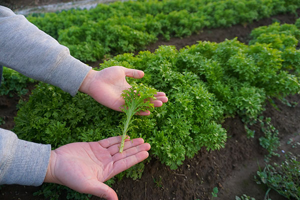 女性が手に持った野菜