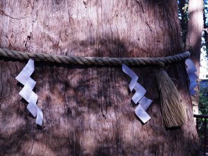 パワースポット麻賀多神社の御神木＿大杉のアップ画像