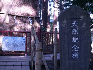 麻賀多神社＿東日本一の大杉の画像
