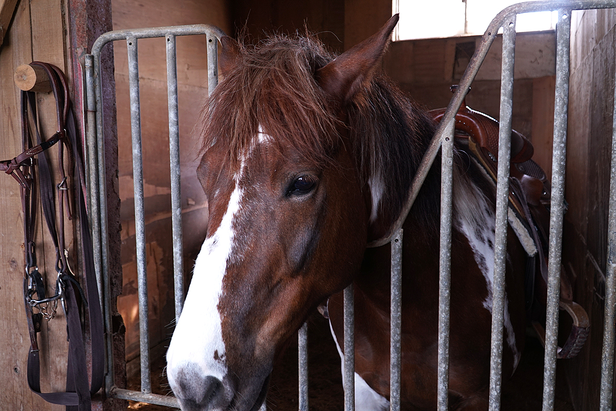 サンシャイン ステーブルスの馬のアップ写真