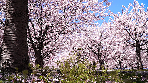 千葉おすすめの桜スポット幕張さくら広場の満開画像