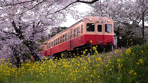 千葉おすすめの桜スポット小湊鉄道飯給駅の菜の花と桜と鉄道の画像