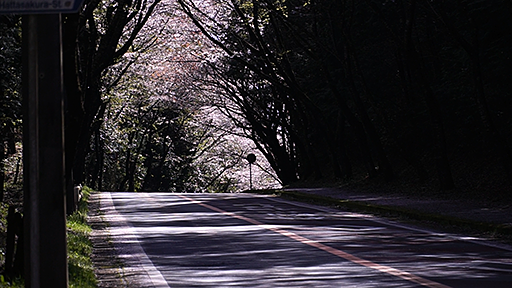 千葉おすすめの桜スポット多古町八田桜通りの桜のトンネルの画像