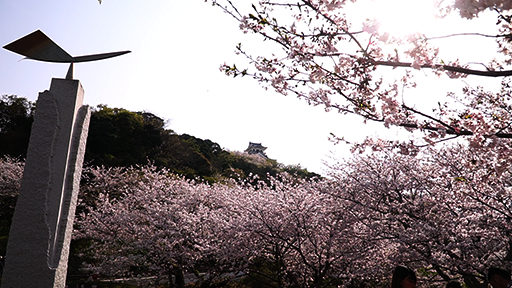 千葉おすすめの桜スポット館山城山公園の桜とお城の画像