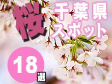 千葉県の桜スポット