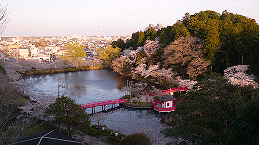 千葉おすすめの桜スポット茂原公園の見晴台からの桜の画像