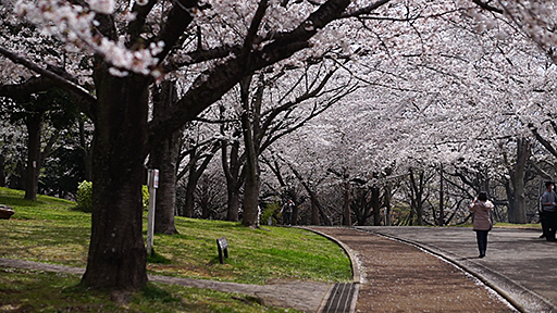 千葉おすすめの桜スポット千葉市青葉の森公園の桜並木の画像