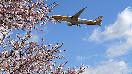 千葉おすすめの桜スポット成田市さくらの山公園の飛行機と桜の画像