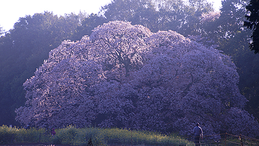 千葉おすすめの桜スポット印西市吉高の大桜の画像