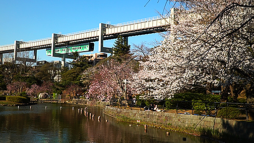 千葉おすすめの桜スポット千葉市千葉公園のモノレールと桜の画像