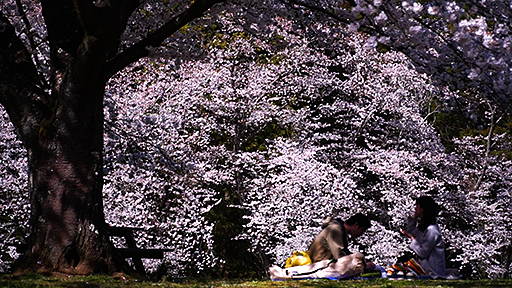 千葉おすすめの桜スポット千葉市泉自然公園の画像