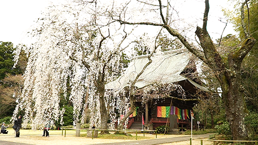 千葉おすすめの桜スポット千葉市栄福寺の枝垂れ桜の画像