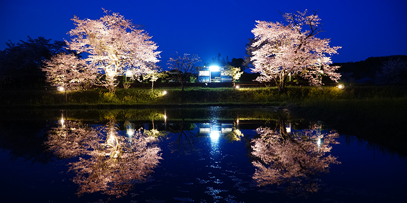 飯給駅_夜桜ライトアップ画像