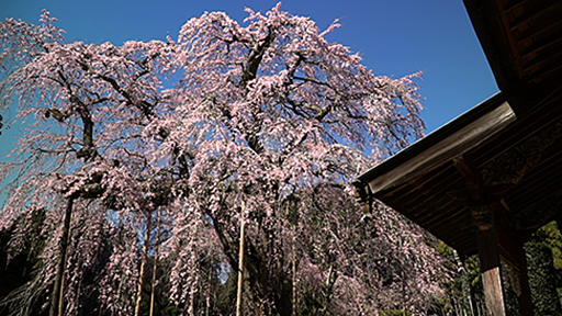 千葉おすすめの桜スポット山武市長光寺の枝垂れ桜の画像