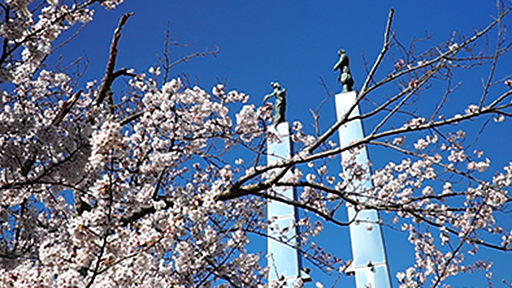 千葉おすすめの桜スポット木更津市太田山公園のきみさらずタワーと桜の画像