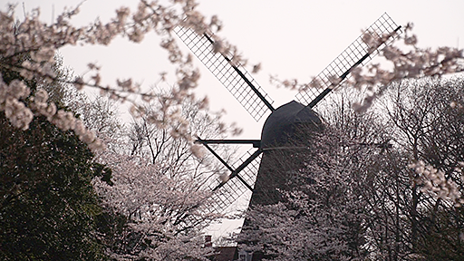 千葉おすすめの桜スポット船橋市アンデルセン公園の桜と風車の画像