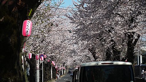 千葉おすすめの桜スポット松戸市常盤平さくら通りの車からの桜画像