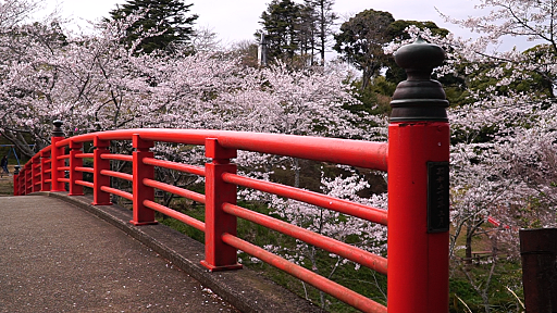 千葉おすすめの桜スポット香取市小見川城山公園の赤い橋と桜の画像